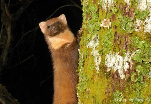 Speaker Series ~ In Pursuit of the Improbable image 1