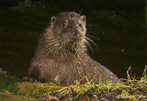 Speaker Series - Stephen Powles - Otters image 1